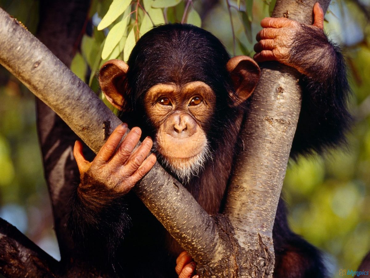 Monkey Jungle - парк свободных обезьян в Майами — New York