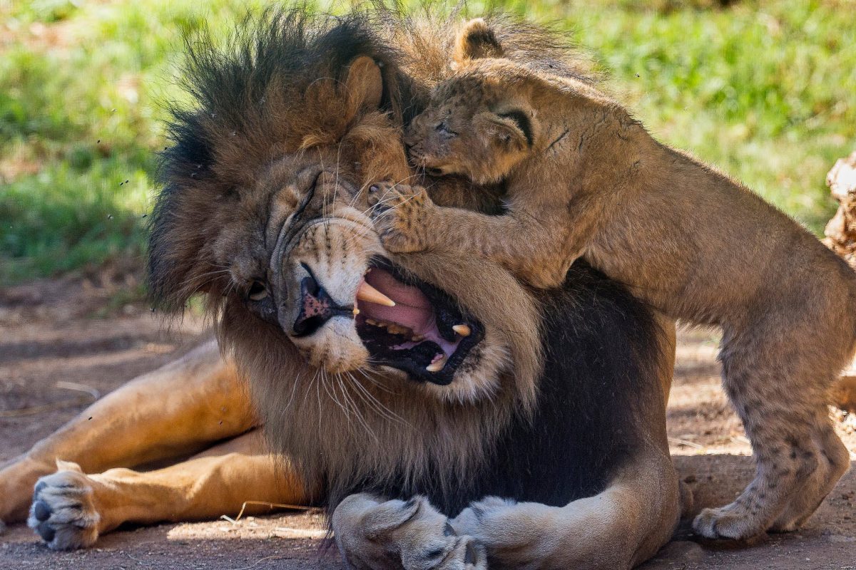 Lion Country Safari - "львиное сафари" и атмосфера дикой природы — New York
