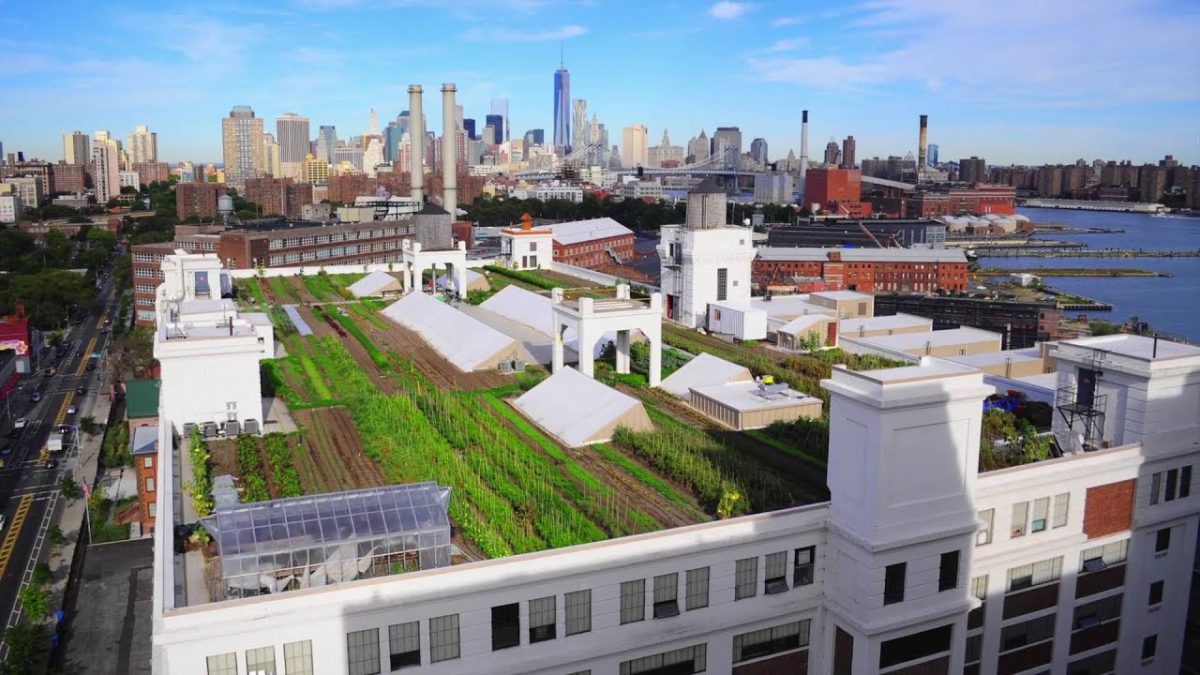Brooklyn Grange открывает свою крупнейшую ферму на крыше в Sunset Park — New York