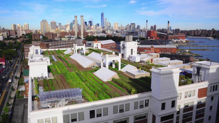 Brooklyn Grange открывает свою крупнейшую ферму на крыше в Sunset Park — New York