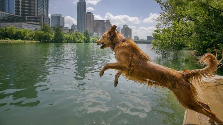 В парках Нью-Йорка обнаружена опасная водоросль, которая убивает собак — New York