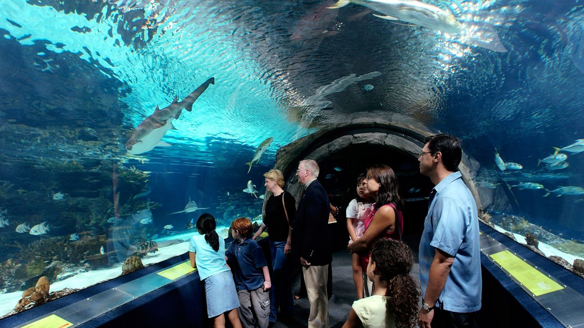 Adventure Aquarium - уникальный подводный мир в Филадельфии — New York