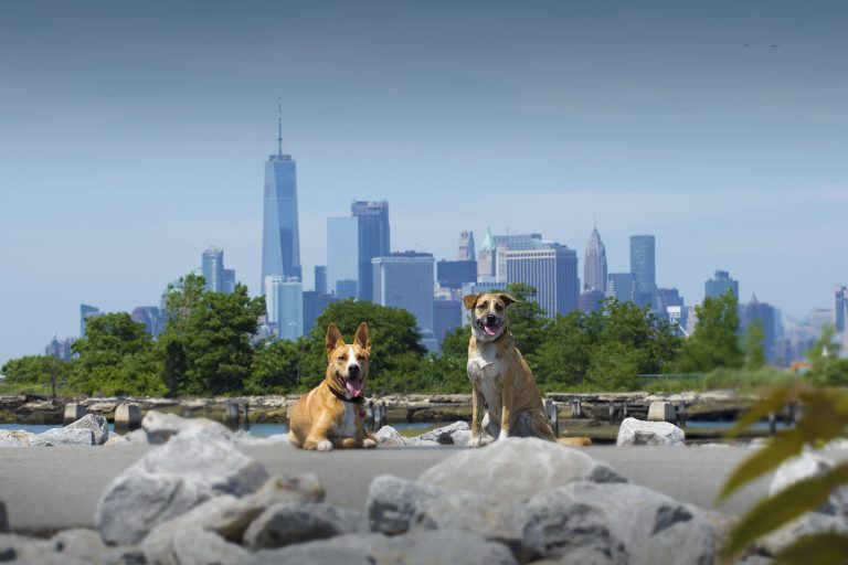 10 жилых домов Нью-Йорка с лучшими удобствами для собак — New York
