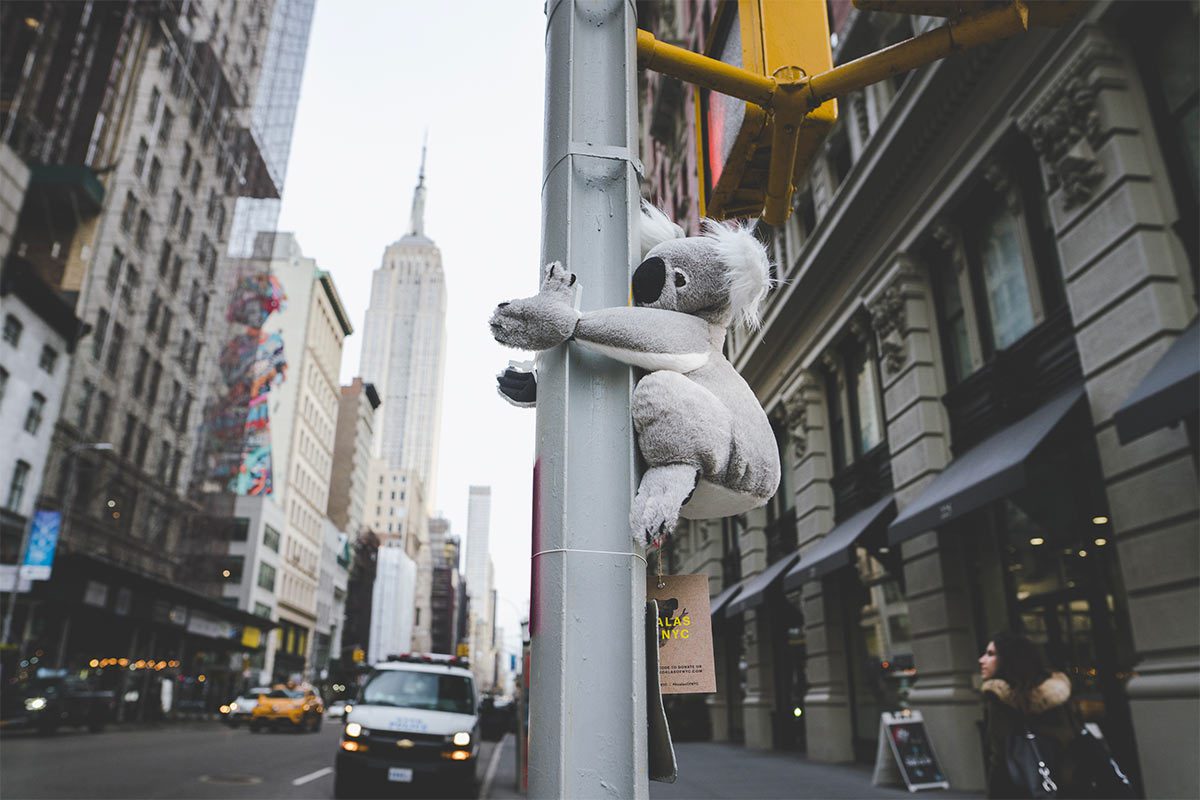 Зачем в Нью-Йорке появились коалы — New York