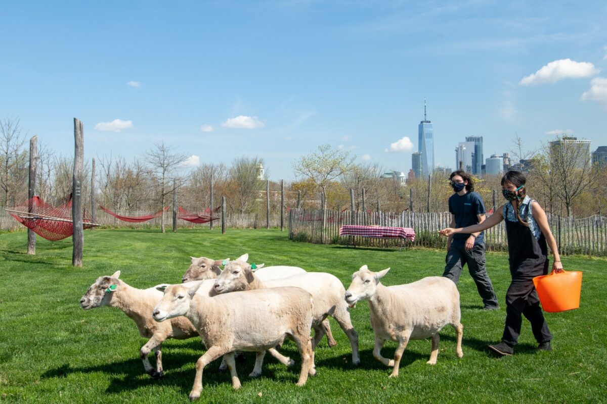 На Губернаторском острове этим летом будут жить овцы — New York
